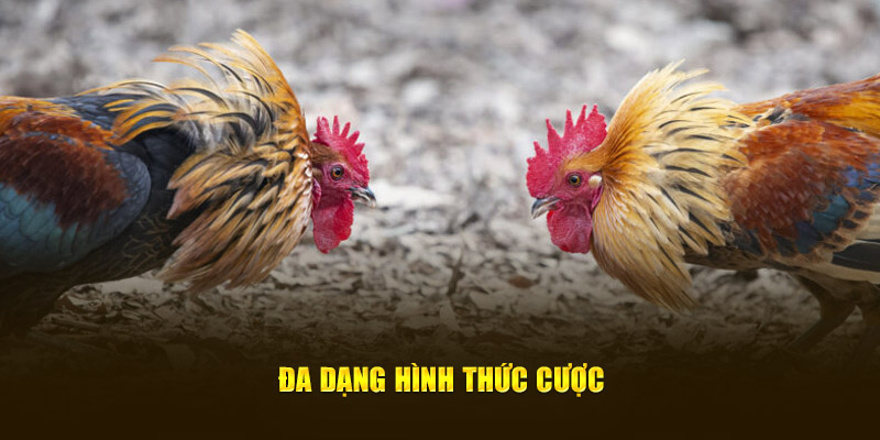 Đa dạng hình thức cược hấp dẫn từ thương hiệu