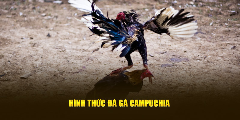 Hình thức Đá gà Campuchia